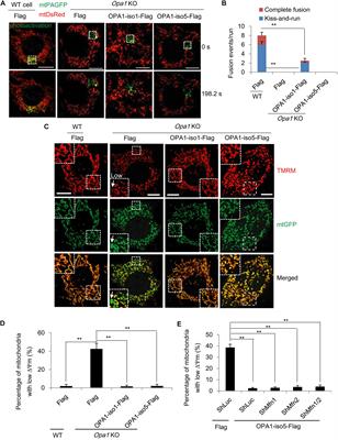 OPA1-Exon4b Binds to mtDNA D-Loop for Transcriptional and Metabolic Modulation, Independent of Mitochondrial Fusion